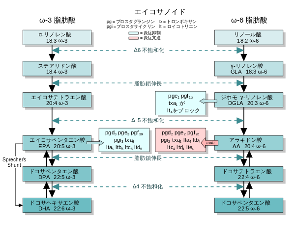 EFA_to_Eicosanoids_ja.svg